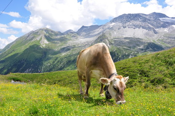Fototapeta na wymiar Kuh auf Bergwiese in Tirol / Österreich
