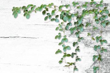 Wild climbing vines on white old wood grungy background