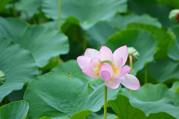 Fototapeta premium 古代蓮の花