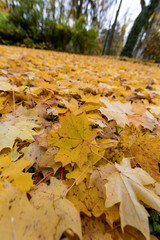 Gelbe Blätter im Herbst