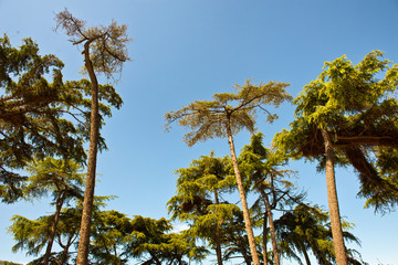 Green Tree Tops Against Clear Blue Sky