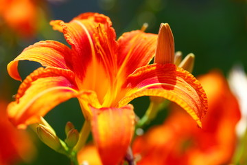 orange lilly flower lilies outdoor