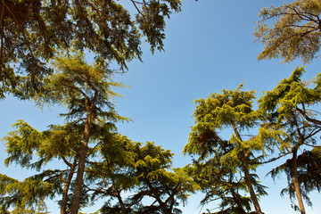 Green trees forming a border around blue sky
