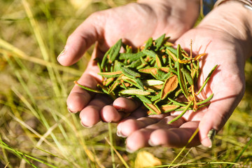 Labrador Tea