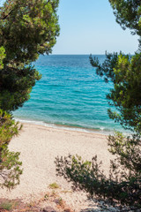 Sandy beach through pine trees