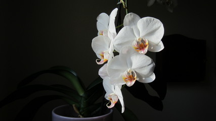 Fototapeta na wymiar Orchidée blanche