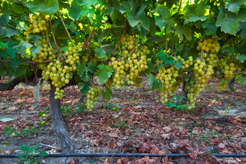 Fototapeta na wymiar Bunches of grapes at a vineyard