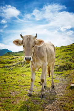 Young Alpine Cow Standing in Mountain Pasture