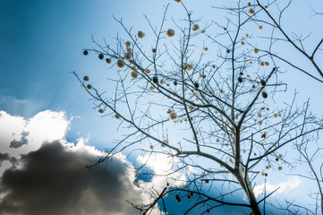 Scenic view of Iguazu waterfalls in Argentina