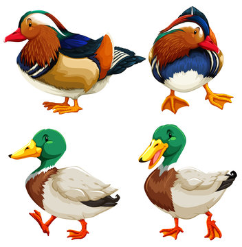 Different kind of ducks