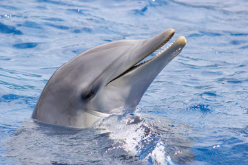 delfin, delphin, dolphin, dauphin, delfín, delfino, golfinho, großer tümmler, tursiops truncatus © genioatrapado
