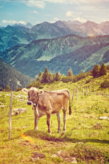 Fototapeta na wymiar Alpine Cow Standing by Fence in Mountain Pasture