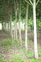 Rubber trees plantation
