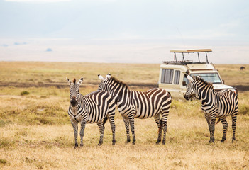 Fototapeta na wymiar zebra in nature