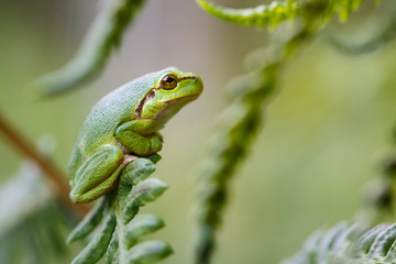 Tree frog