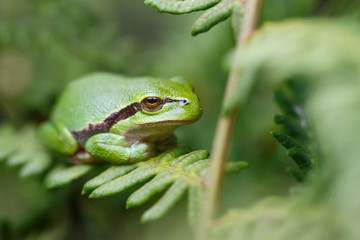 Tree frog