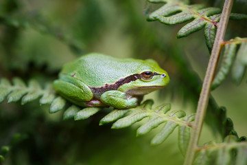 Tree frog