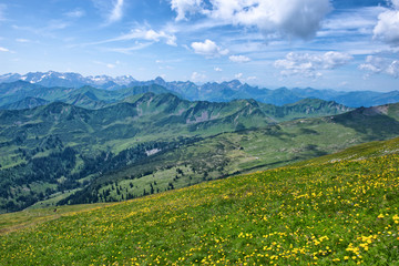 Fototapeta na wymiar Vast Alpine Mountain Range and Flower Field
