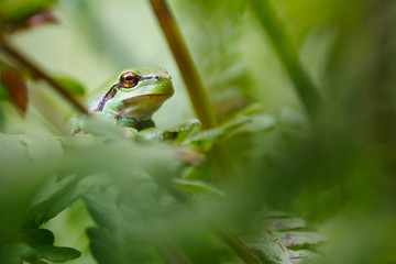 Tree frog