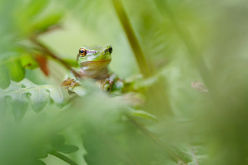Tree frog