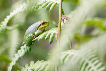 Tree frog