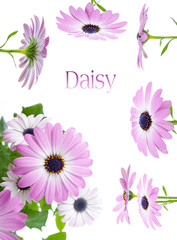 Daisy border isolated on a white background - obrazy, fototapety, plakaty