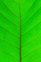 Fototapeta na wymiar green leaf