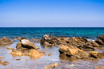 Kormoran in Sardinien am Strand 04