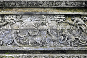 forêt des singes
