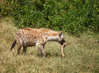 Spotted Hyaena in wild