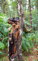 Silver birch tree with lightning damage