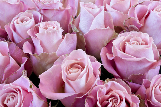 close up of .pink  roses background