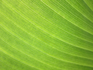 close up banana leaf background with lines