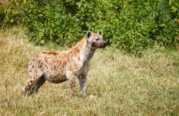 Spotted Hyaena in wild