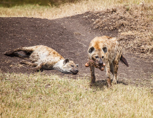 Spotted Hyaena in wild