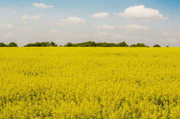 Obraz premium Field of rapeseed with clouds