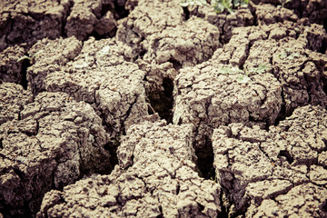 desiccated crop land