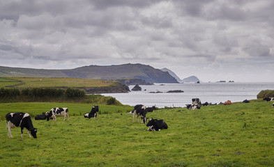 Cows at the Irish coast