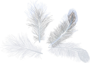four grey feathers isolated on white