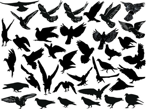 thirty seven black pigeon collection isolated on white