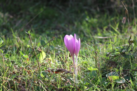 Crocus, crochi