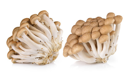 Brown beech mushrooms isolated on white background