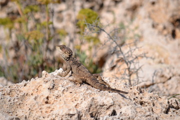 Ящерица на острове Кипр/Lizard on the island of Cyprus