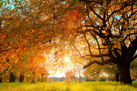 Autumn tree on meadow
