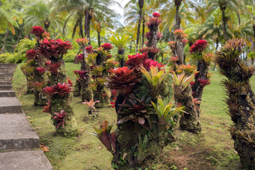 Obraz premium Bromeliengewächse, Bromeliaceae