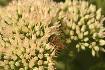 Flower sedum with bee