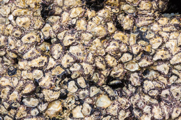 The barnacle stuck on rocks.