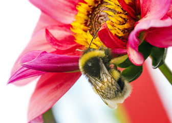 Late Summer: Bee on an aster bloom :) 