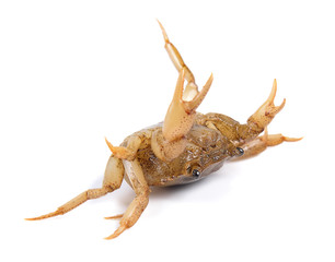 crab on white background
