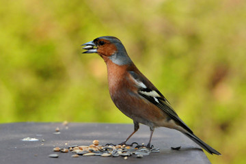 Buchfink mit Sonnenblumenkern iom Schnabel